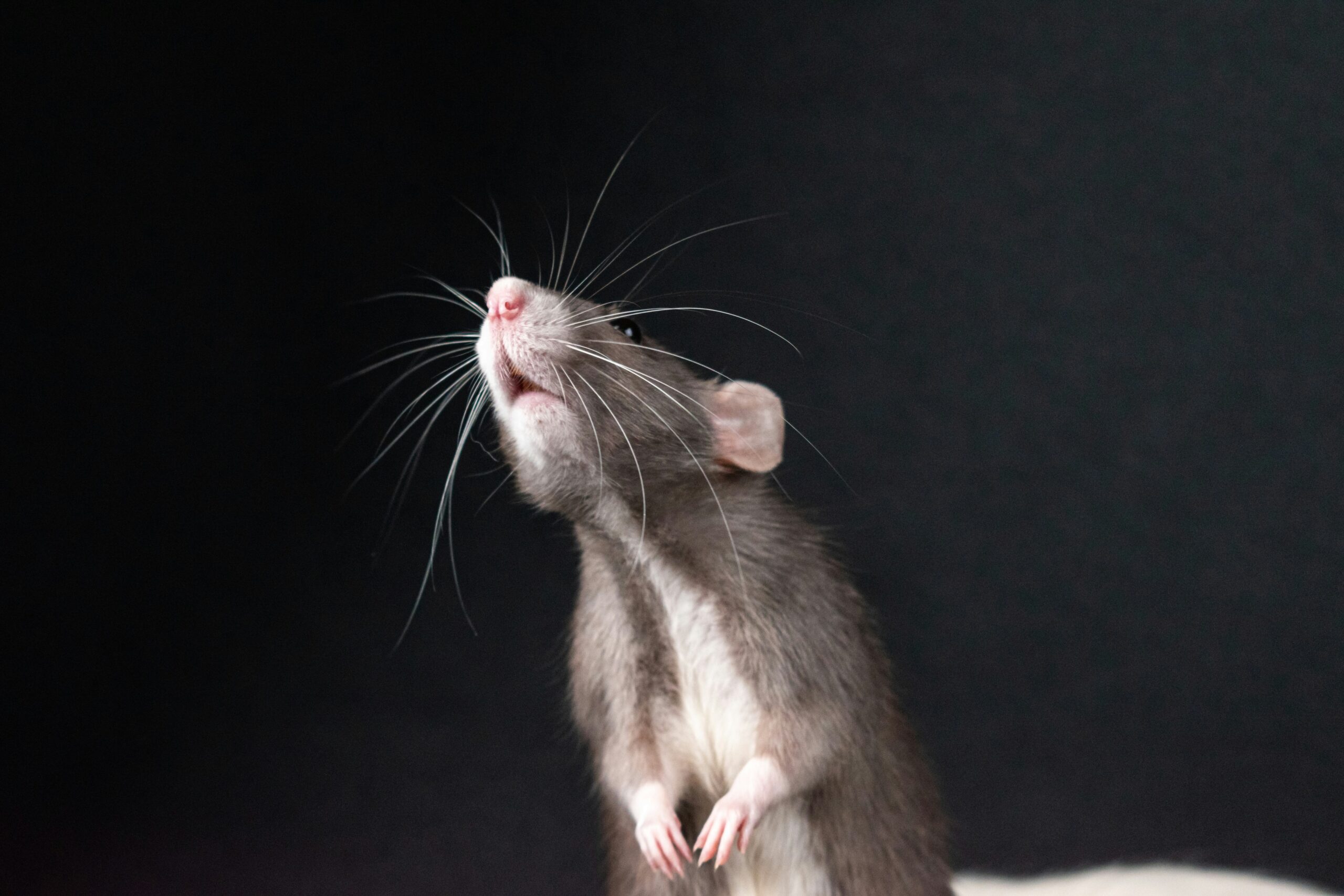 rat deratisation
