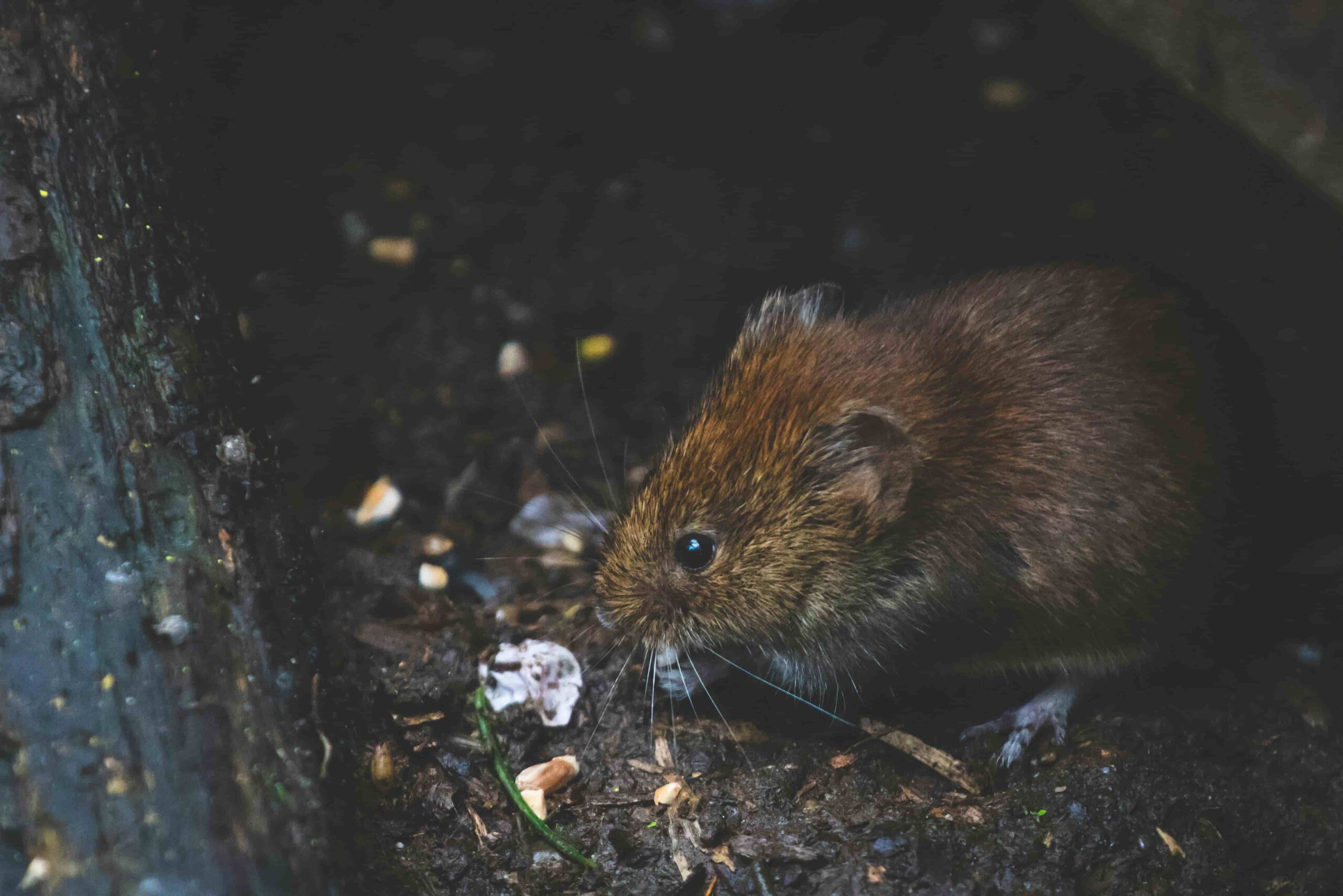 rat deratisation
